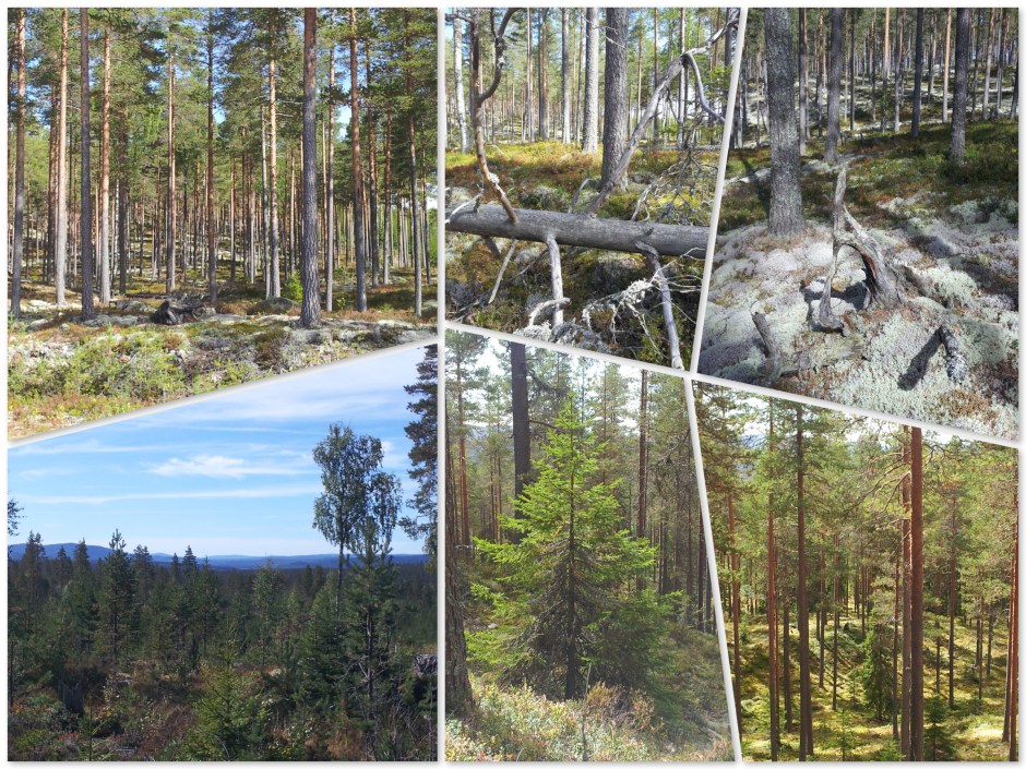 3-9paddestoelenplukken