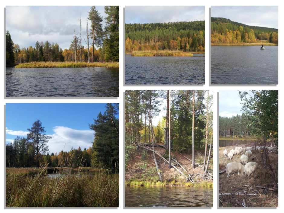 6Schapen overzetten2