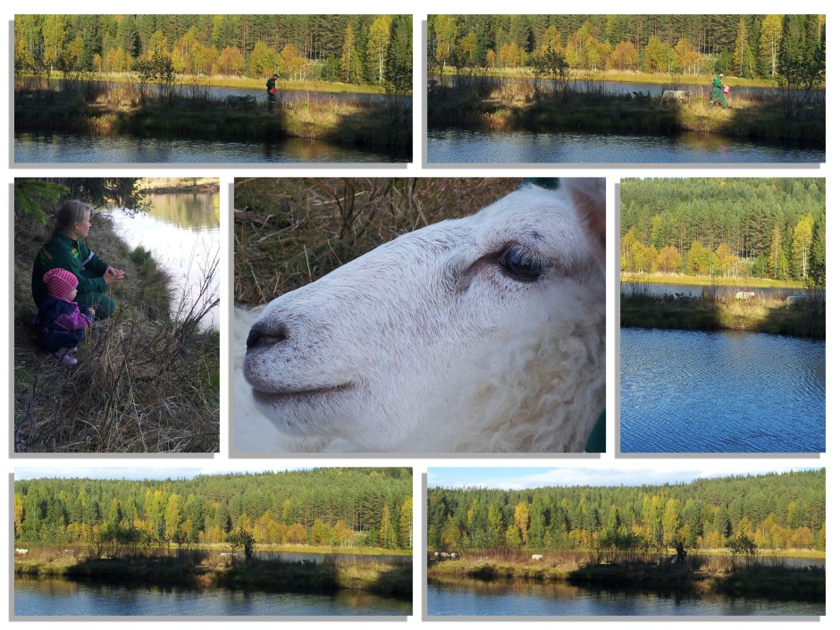 6Schapen overzetten3