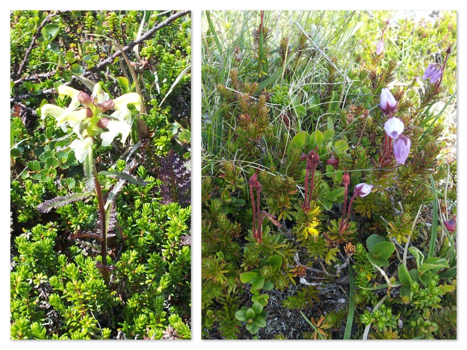 BloemenHardangervidda