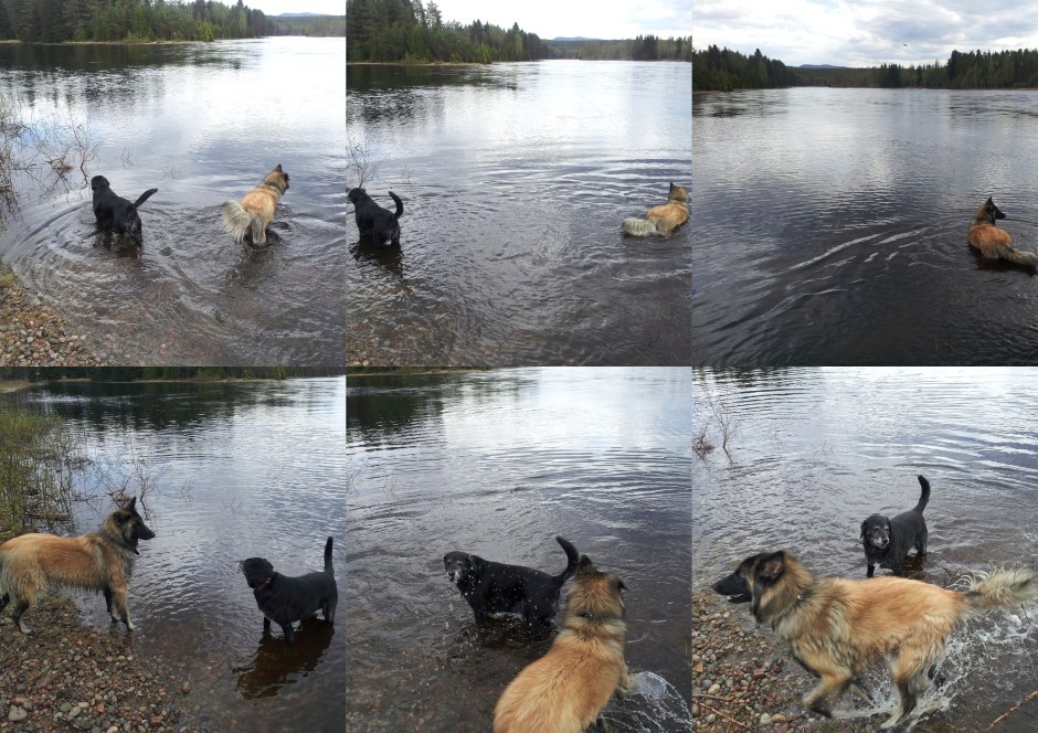honden genieten van het water