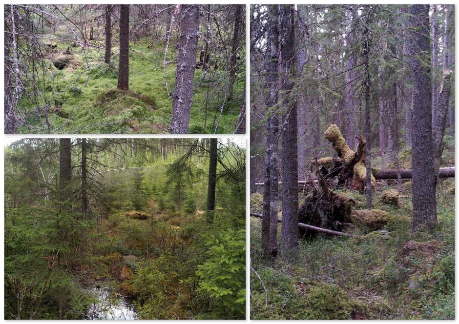 wandeling naar Grønberget