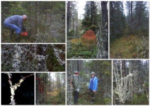 reparerer gamle sti til bustad