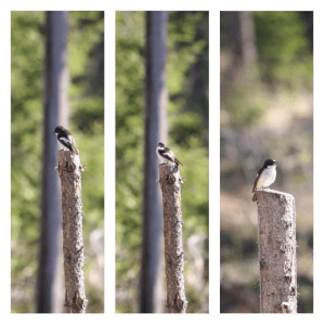 camera14vliegenvbanger