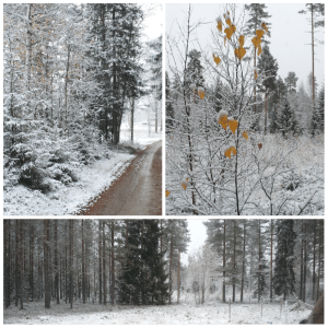 2sneeuw:herfst